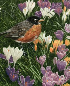 Springtime Robin With Crocus