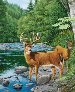 Streamside – White Tail Deer