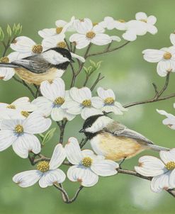 Springtime And Chickadees