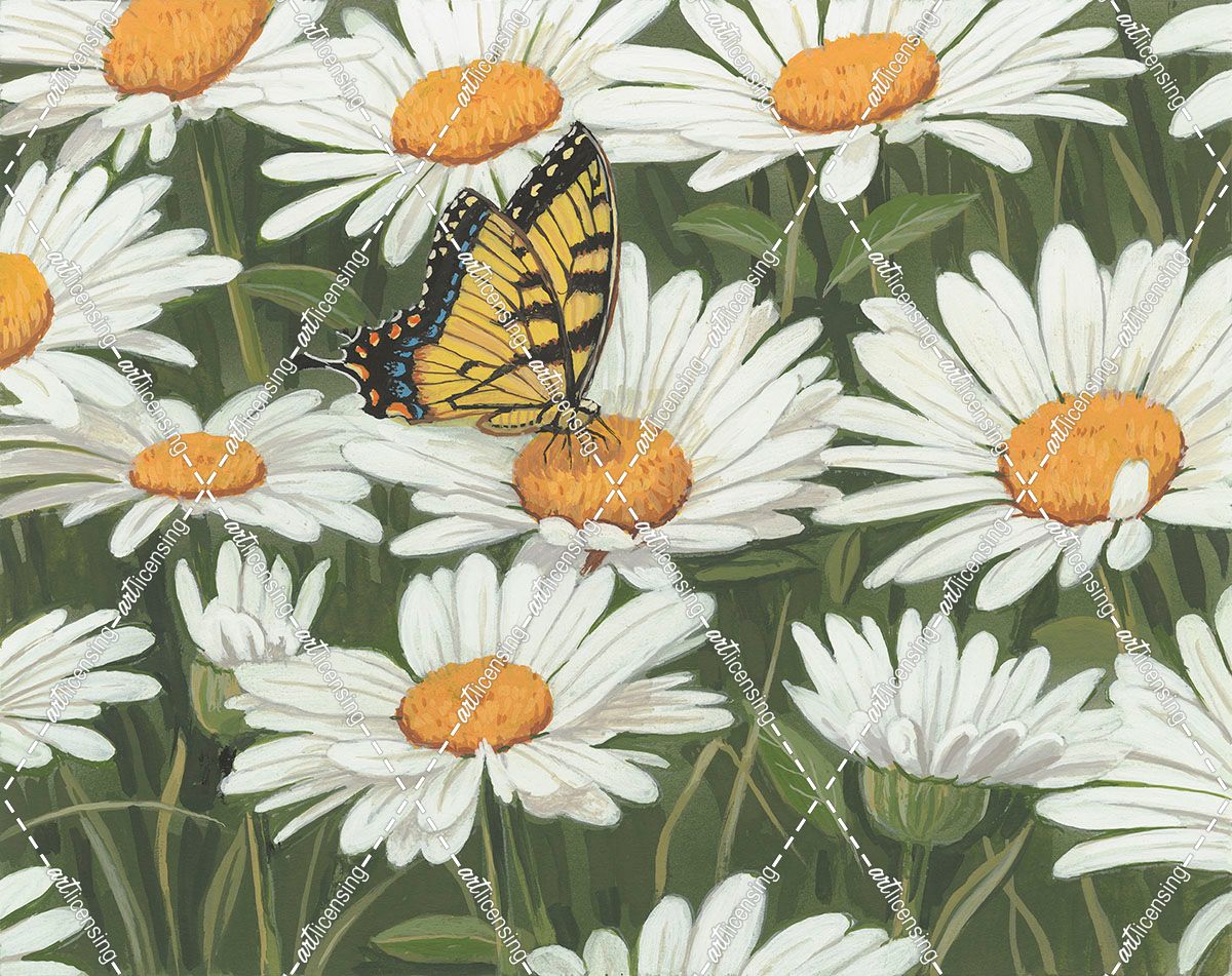 Daisies And Butterfly