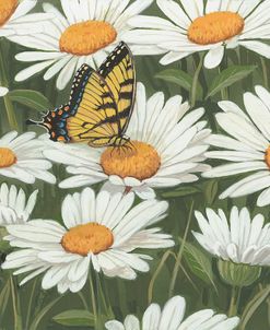 Daisies And Butterfly