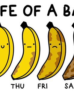 The Life Of A Banana