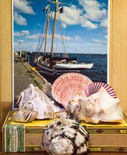 Sailboat shell collection, cigar box