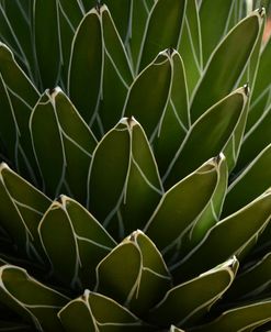 Succulent in the Sun