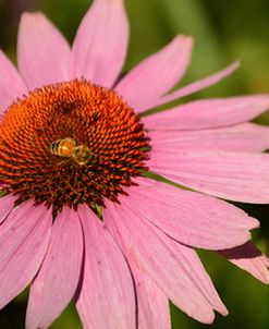 Coneflower 1