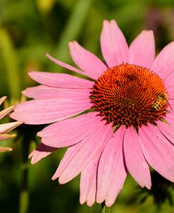 Coneflower 2