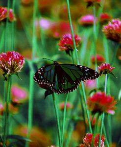 Wing Spread Monarch