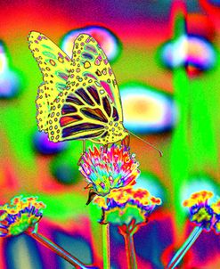 Freedom Butterfly