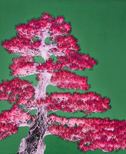 Purple Bonsai Tree