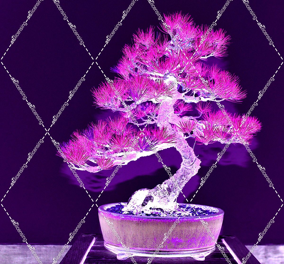 Purple Flame Bonsai