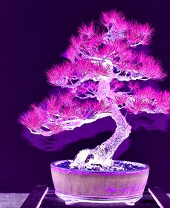 Purple Flame Bonsai