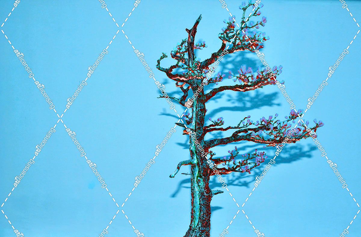 Blue Shadow Bonsai Tree
