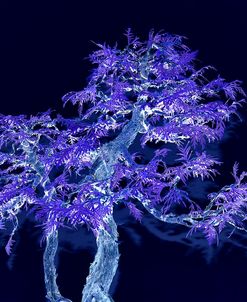 Deep Purple Bonsai Tree