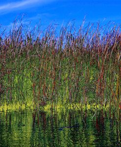 High Grass Blue Sky