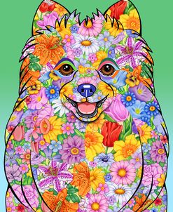 Flowers Pomeranian