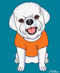 Bichon Puppy Cut