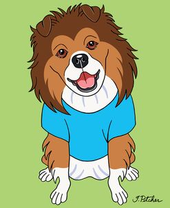 Shetland Sheepdog