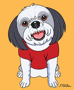 Shih Tzu Gray