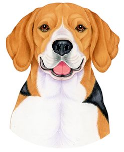 Beagle Portrait