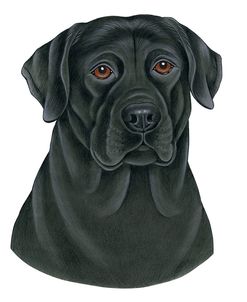 Black Labrador Portrait