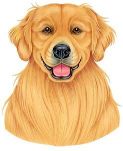 Golden Retriever Portrait