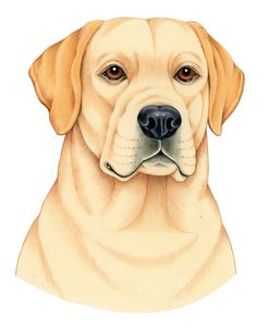 Yellow Labrador Portrait