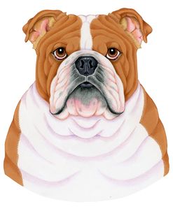 Bulldog Portrait