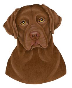 Chocolate Labrador Portrait