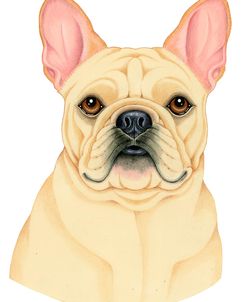 French Bulldog Portrait