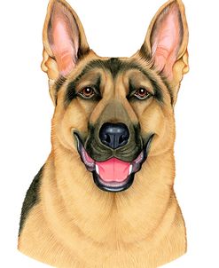 German Shepherd Portrait