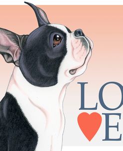 Boston Terrier Love