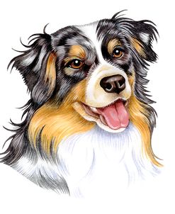 Australian Shepherd