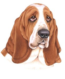 Basset Hound