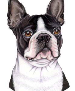 Boston Terrier