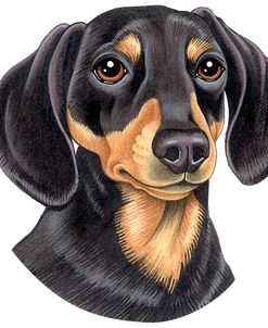 Dachshund Black and Tan