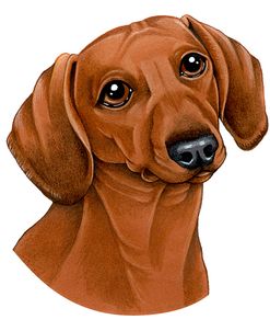 Dachshund Red