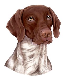 German Shorthair