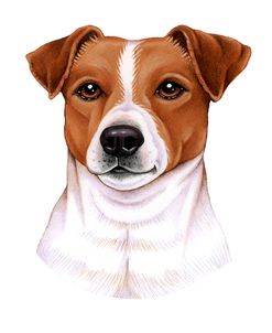 Jack Russell