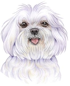 Maltese