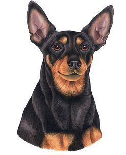 Miniature Pinscher