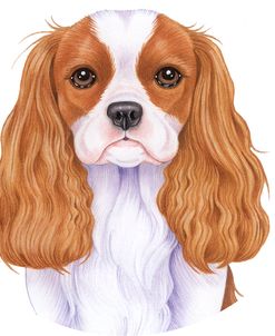 Cavalier King Charles