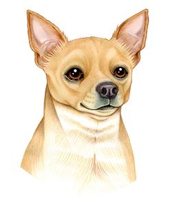 Chihuahua