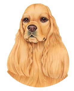 Cocker Spaniel