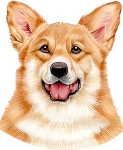 Corgi