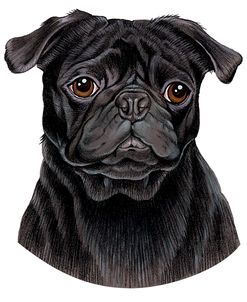 Pug Black