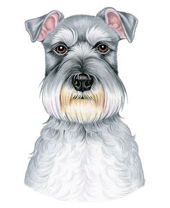 Schnauzer