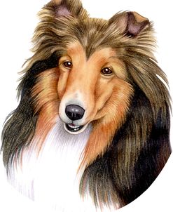 Shetland Sheepdog