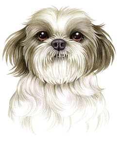 Shih Tzu