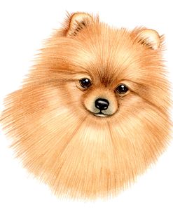 Pomeranian