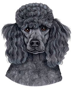 Poodle Black